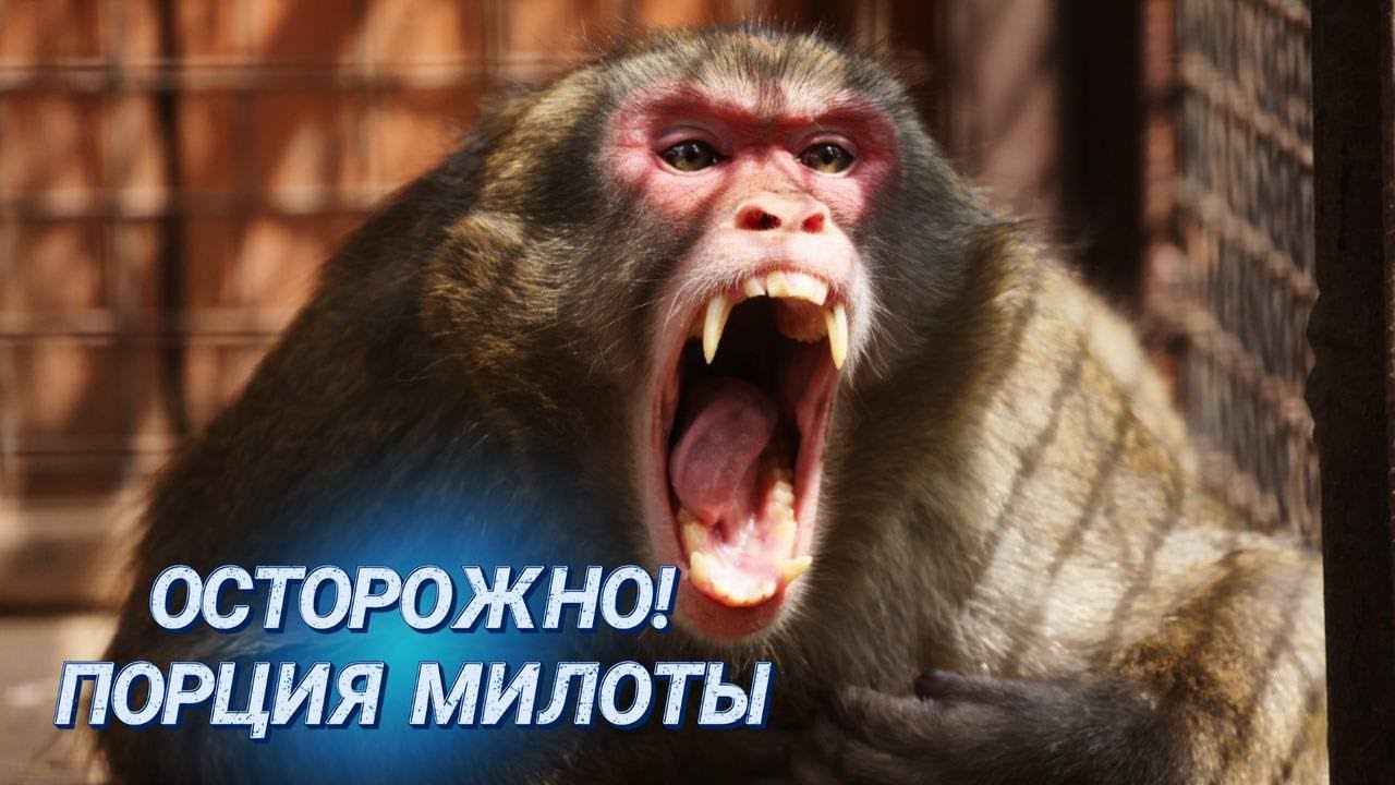 Летний сезон в столичном зоопарке || Малыш лемур и любимчик Шерхан || Переезд пеликанов