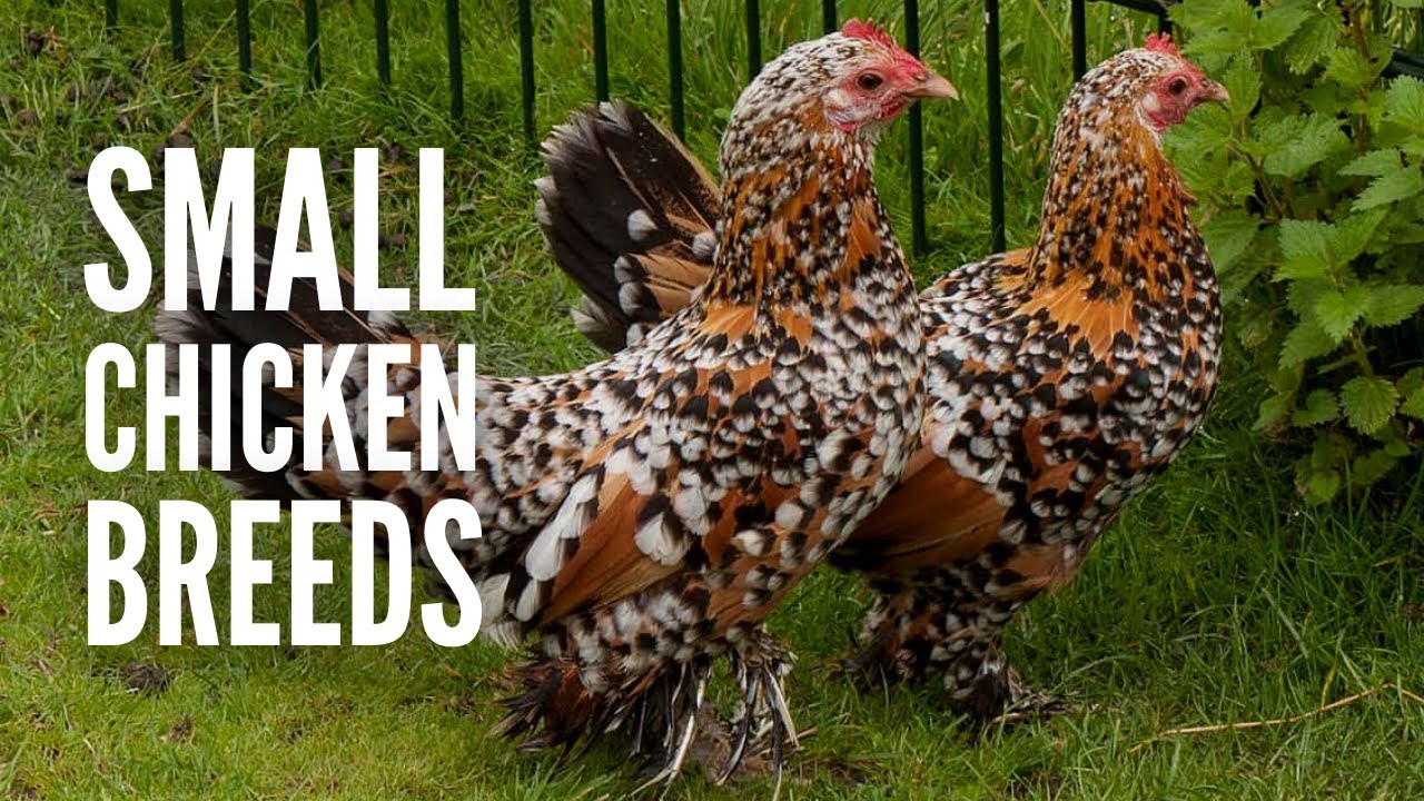 15 Small Chicken Breeds and How to Recognize Them