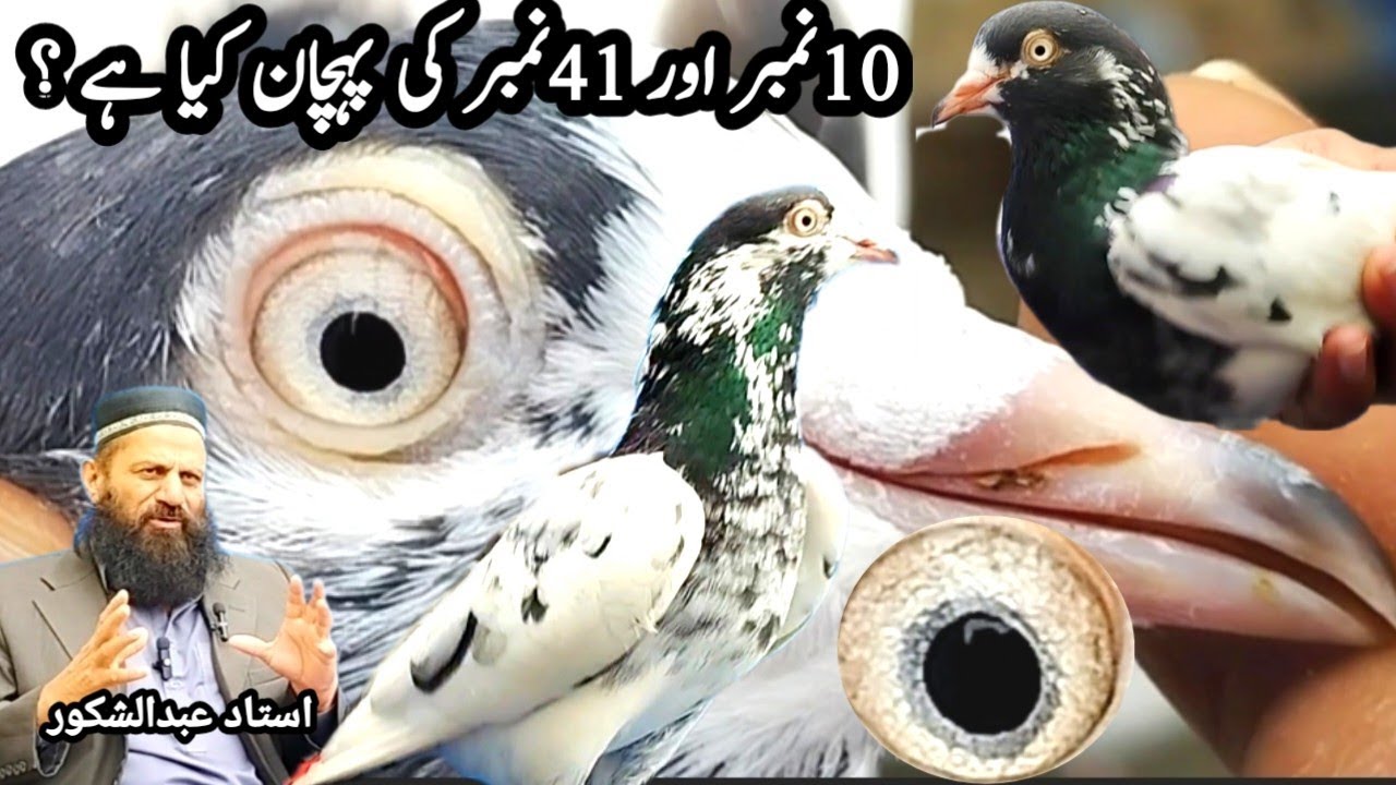 What is the identity of teddy pigeon? || Ustad Abdul shakoor || teddy kabootar