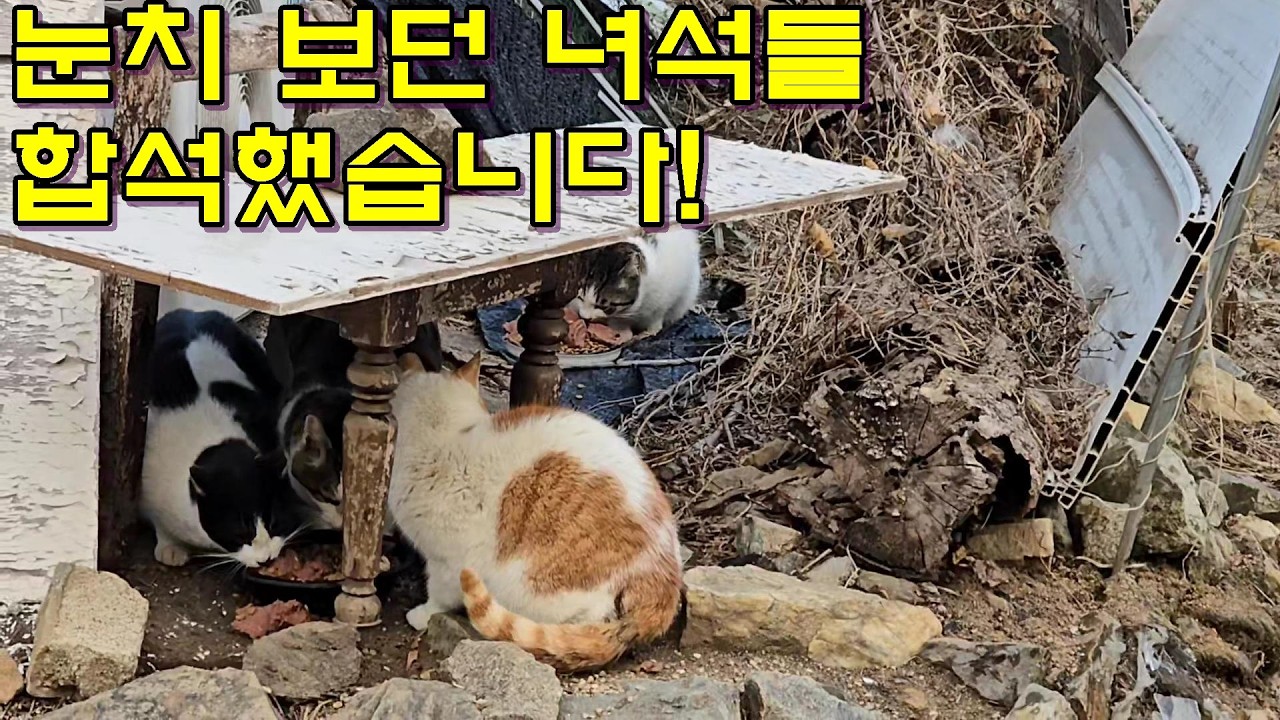 눈치 보던 녀석들 합석했습니다!