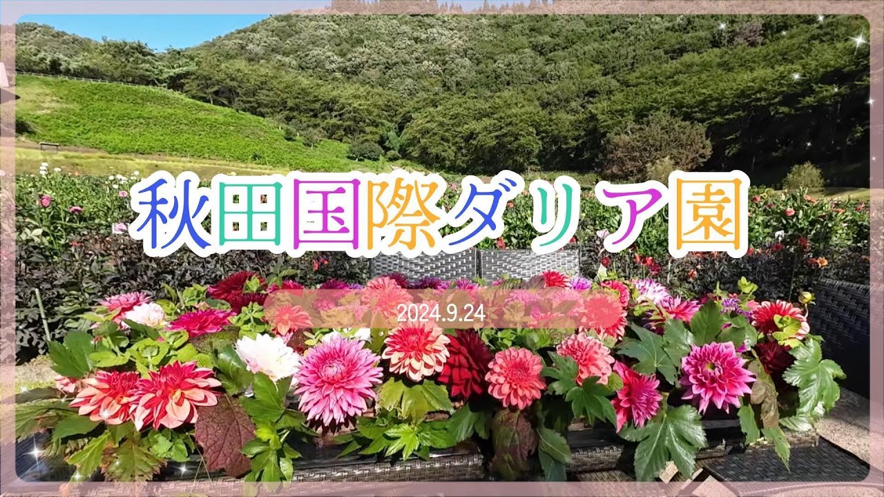 #44 秋田国際ダリア園