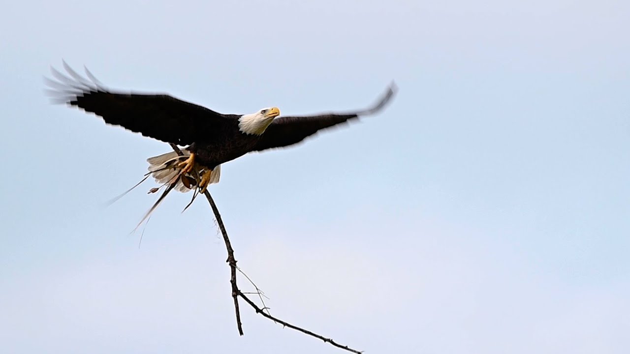 SWFL Eagles - Harriet and M15 The Race Is On To Rebuild The Nest. Intruder Is Warned To Keep Out NFZ