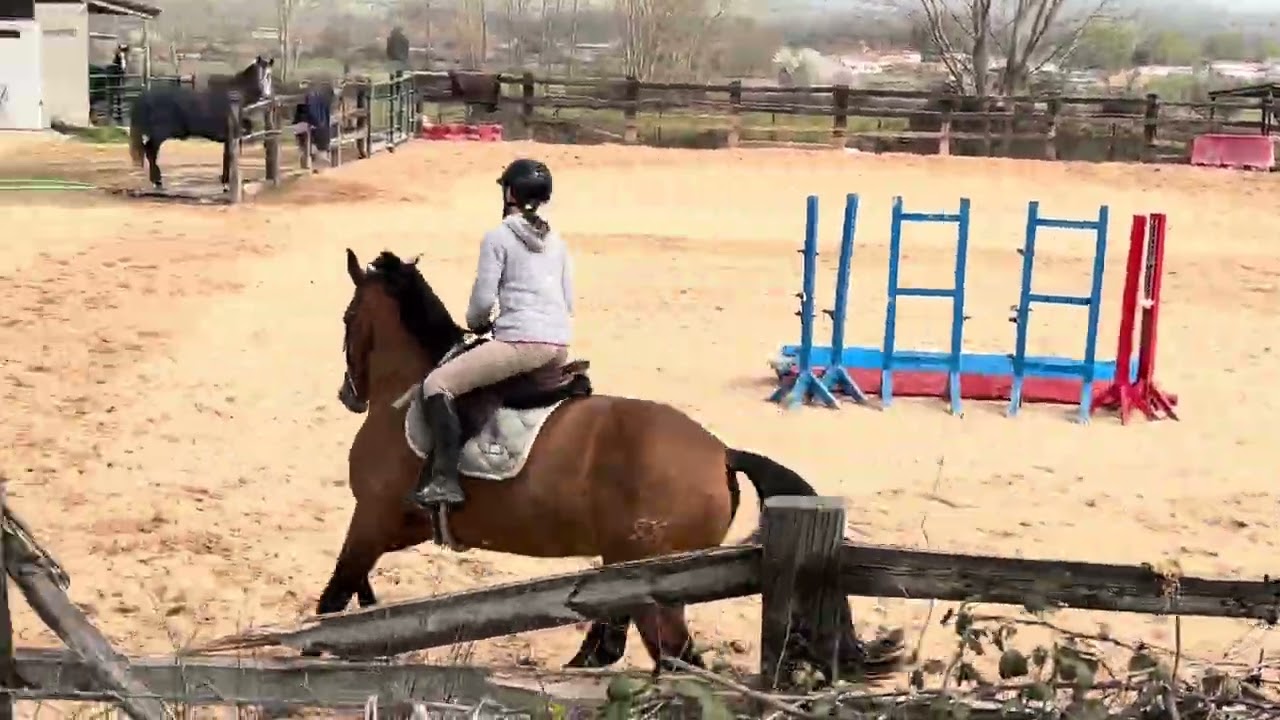 Queen del amor (7yr)