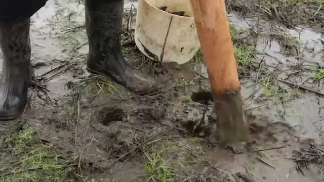 extractores camaron web HD