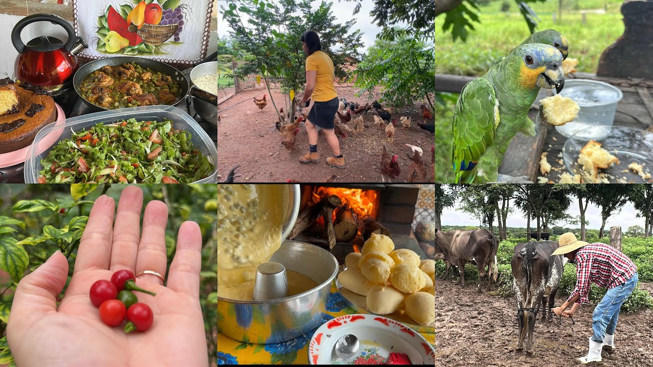 Cheguei no meu recanto e já fui logo cuidando das coisas aqui da roça, meu sossego, minha paz