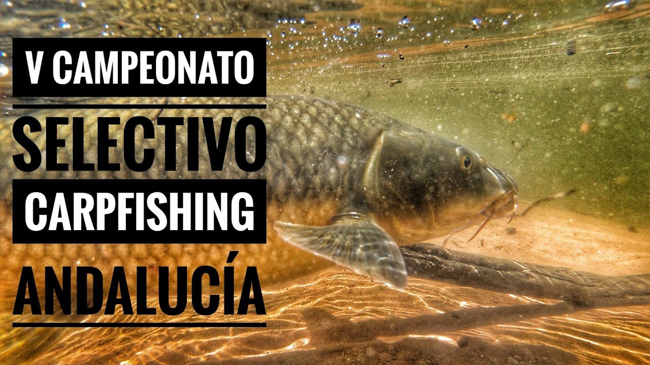 V Campeonato Selectivo Carpfishing Andalucia