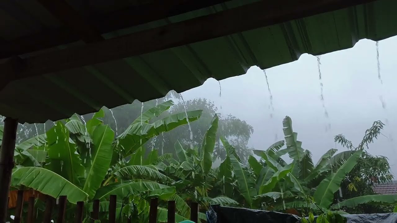 3 Hours of Heavy Rooftop Rain & Tropical Ambience | Deep Sleep, Study, Relaxation ASMR