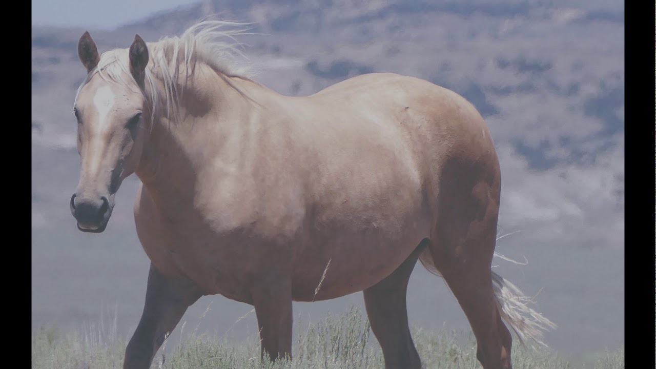 2019 Sand Wash Basin Wild Horse Tours in Review