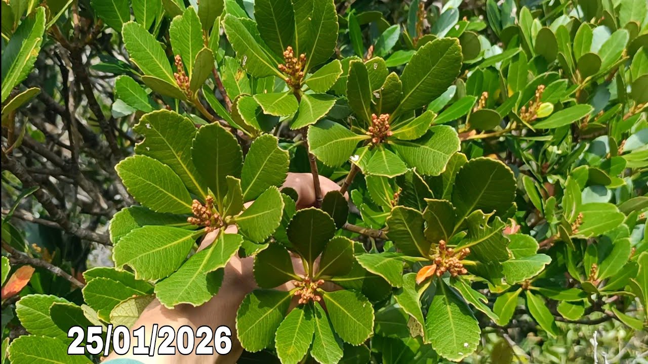 🌳BSKR - Hôm nay có đào bánh xe lùn lực (25/01/2026)☎️0965.773.818