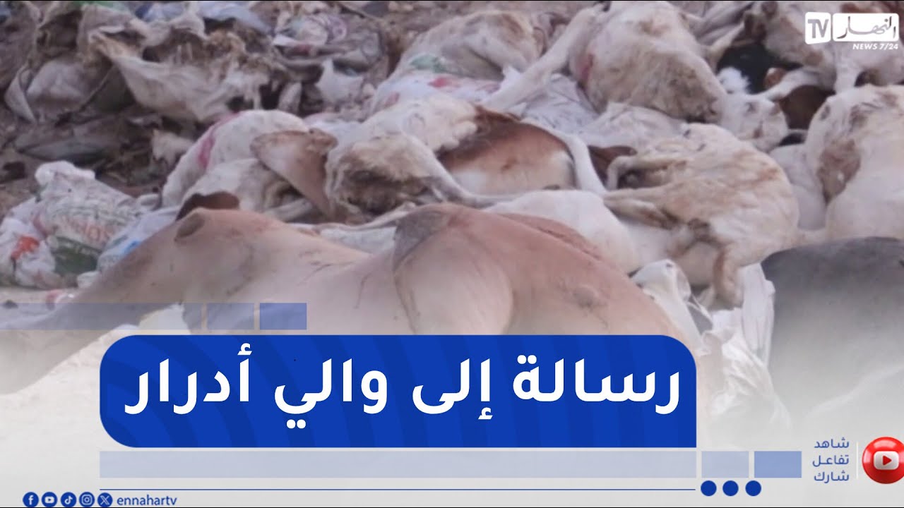 الشيخ النوي: كارثة بسوق للمواشي بأدرار.. أبقار وأغنام ميتة بجنب السكان