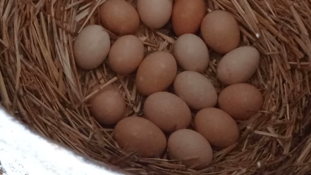 чубаті кури. Прогулянка чубарочок. Продаю півника)). +380957916832