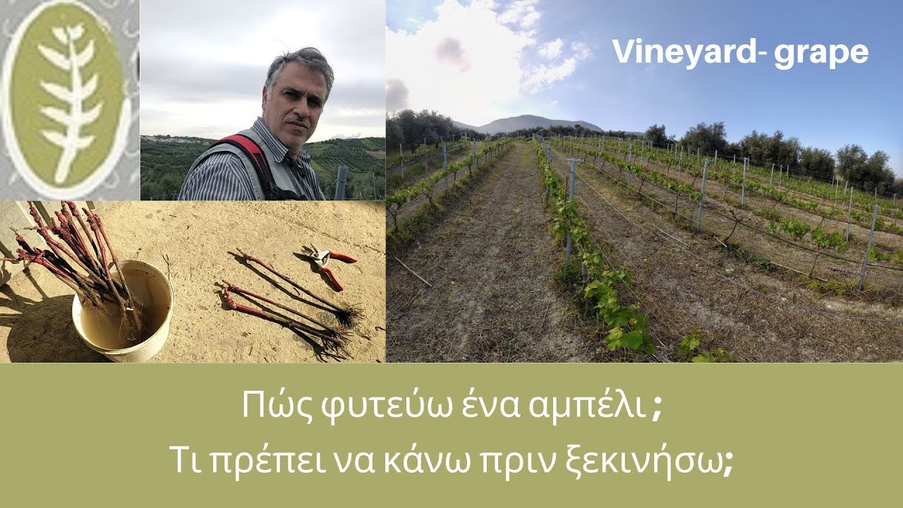 Πώς φυτεύω ένα αμπέλι; Τι πρέπει να κάνω πριν ξεκινήσω;