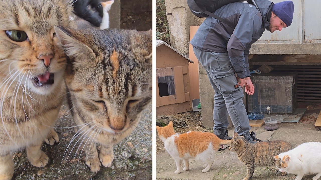 While Others Gave Up on These Cats… I Chose to Help Them Every Single Day