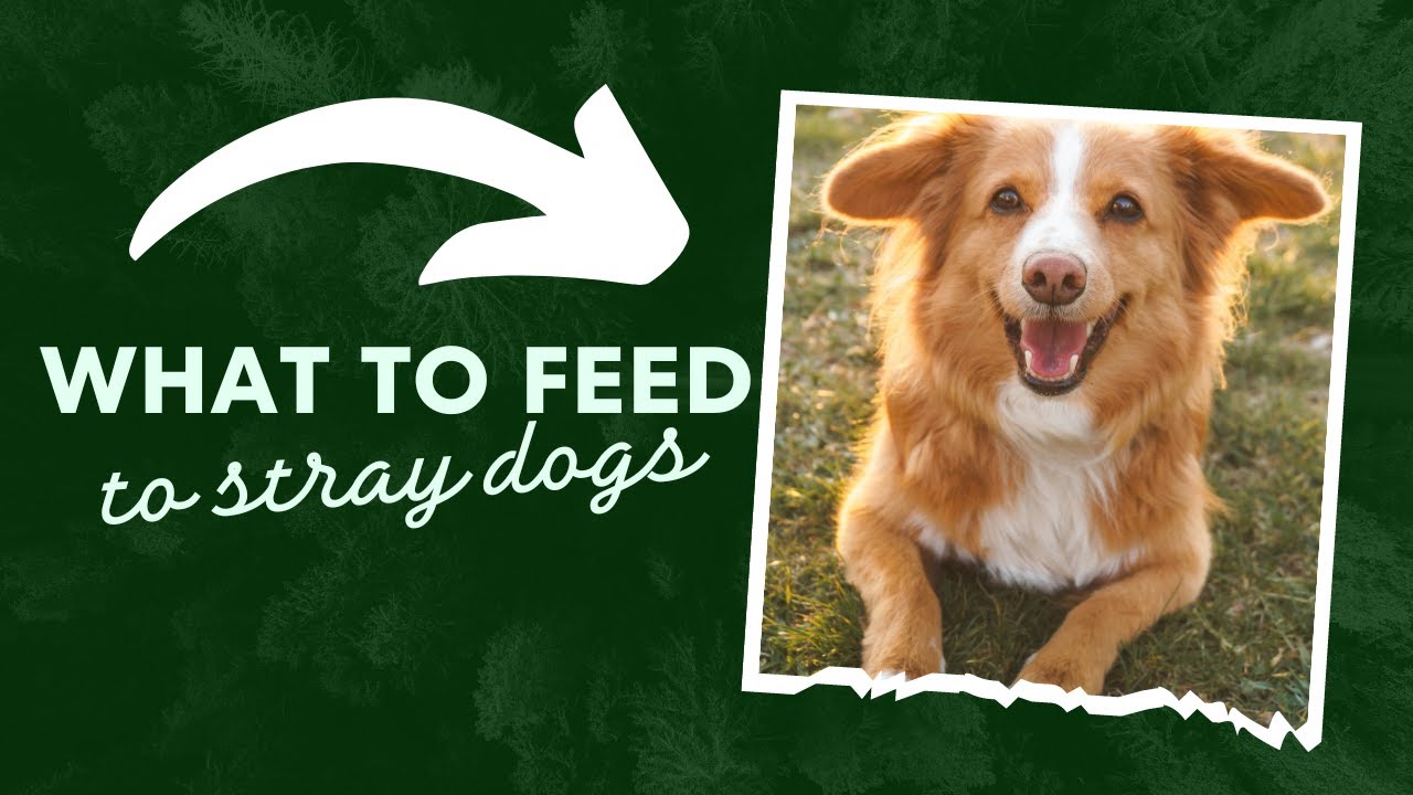 What to feed to the street dogs | Feeding stray animals during Lockdown