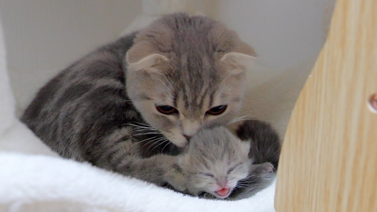 A baby kitten has been separated from its siblings. Surprises and questions remain...