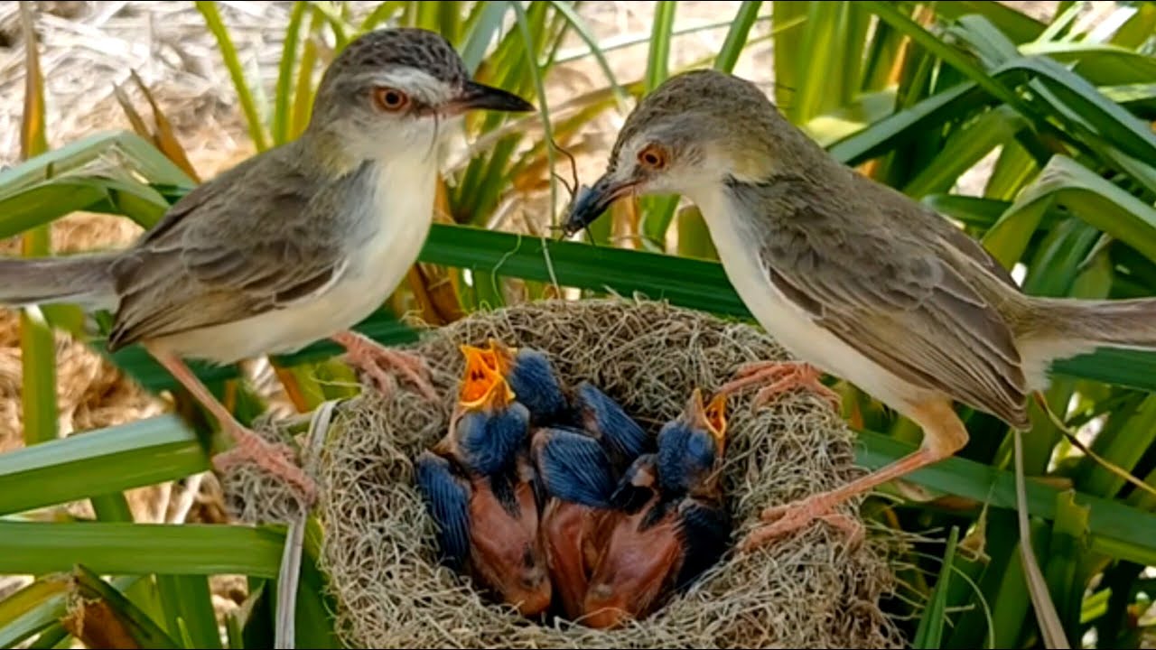 Both bar winged prinia birds feed their young in the nest