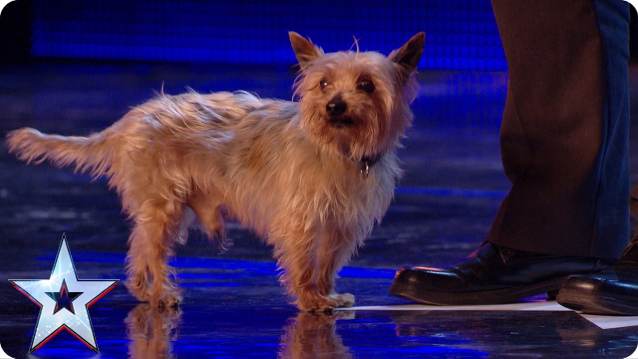 Ant runs scared as Max the dog returns to the BGT stage! | Britain&rsquo;s Got More Talent 2017