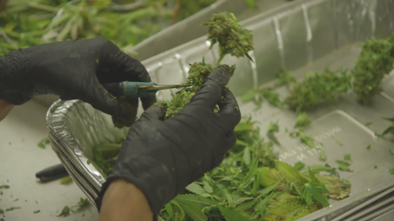 Cannabis certification program launches at NWMSU