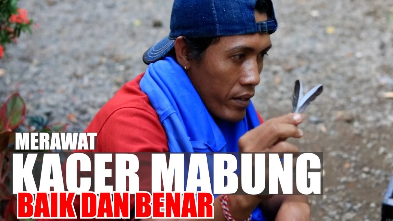 CARA MERAWAT BURUNG KACER YANG LAGI MABUNG DENGAN BAIK DAN BENAR