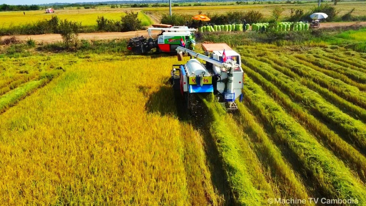 Nicely Mix Action Rice Harvesting Machine Kubota DC105x Driving Skills Cropping Rice At Farm`s