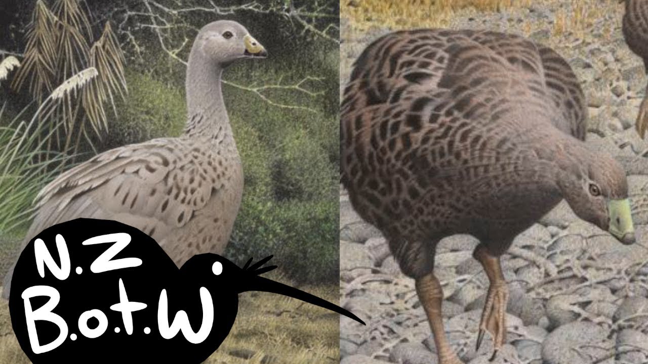 New Zealand goose - New Zealand Bird of the Week