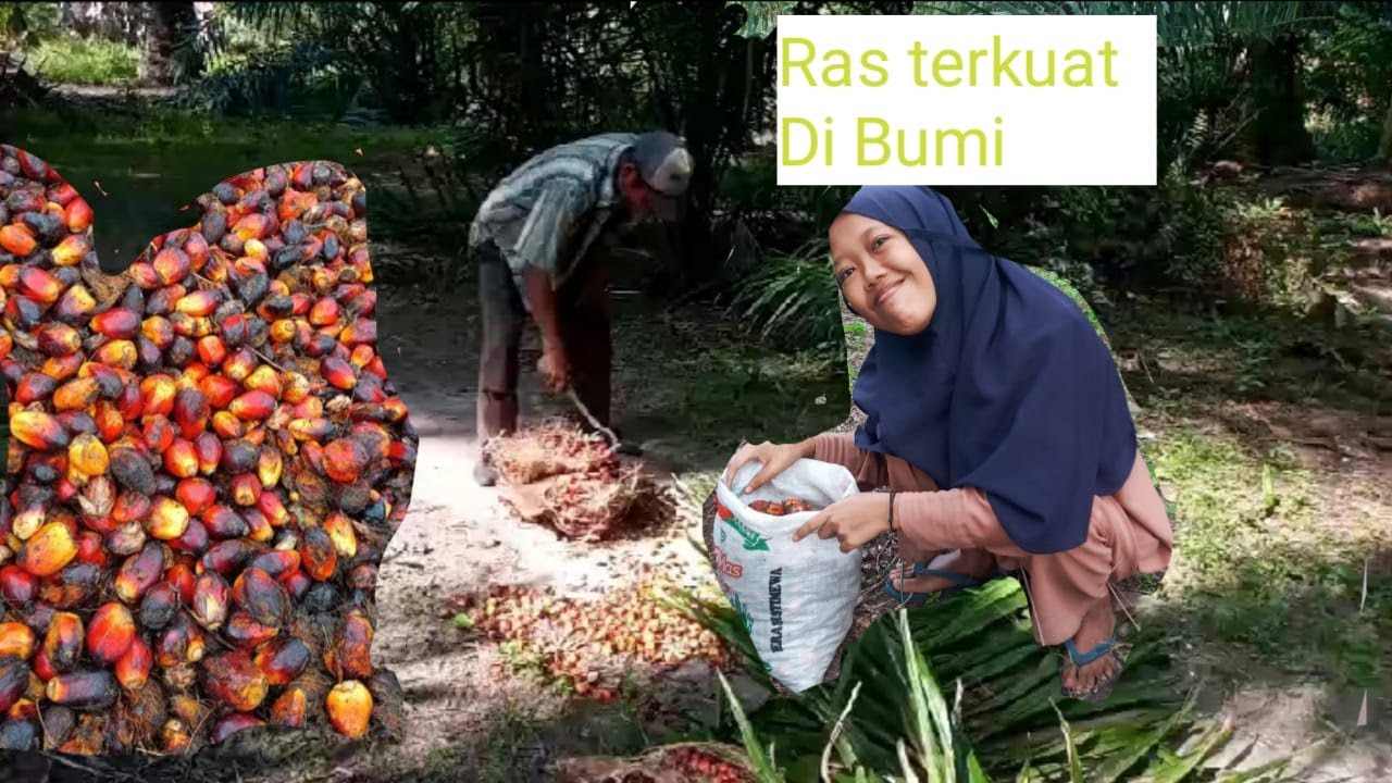 Part 1 Ras Terkuat Di Bumi lagi kutip berondolan Di Kebun Sendiri