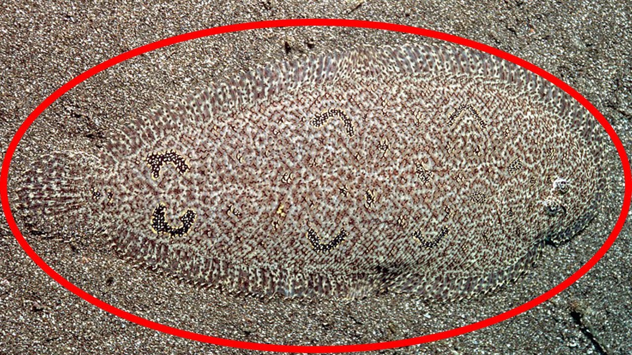 8 Best Camouflaged Sea Creatures