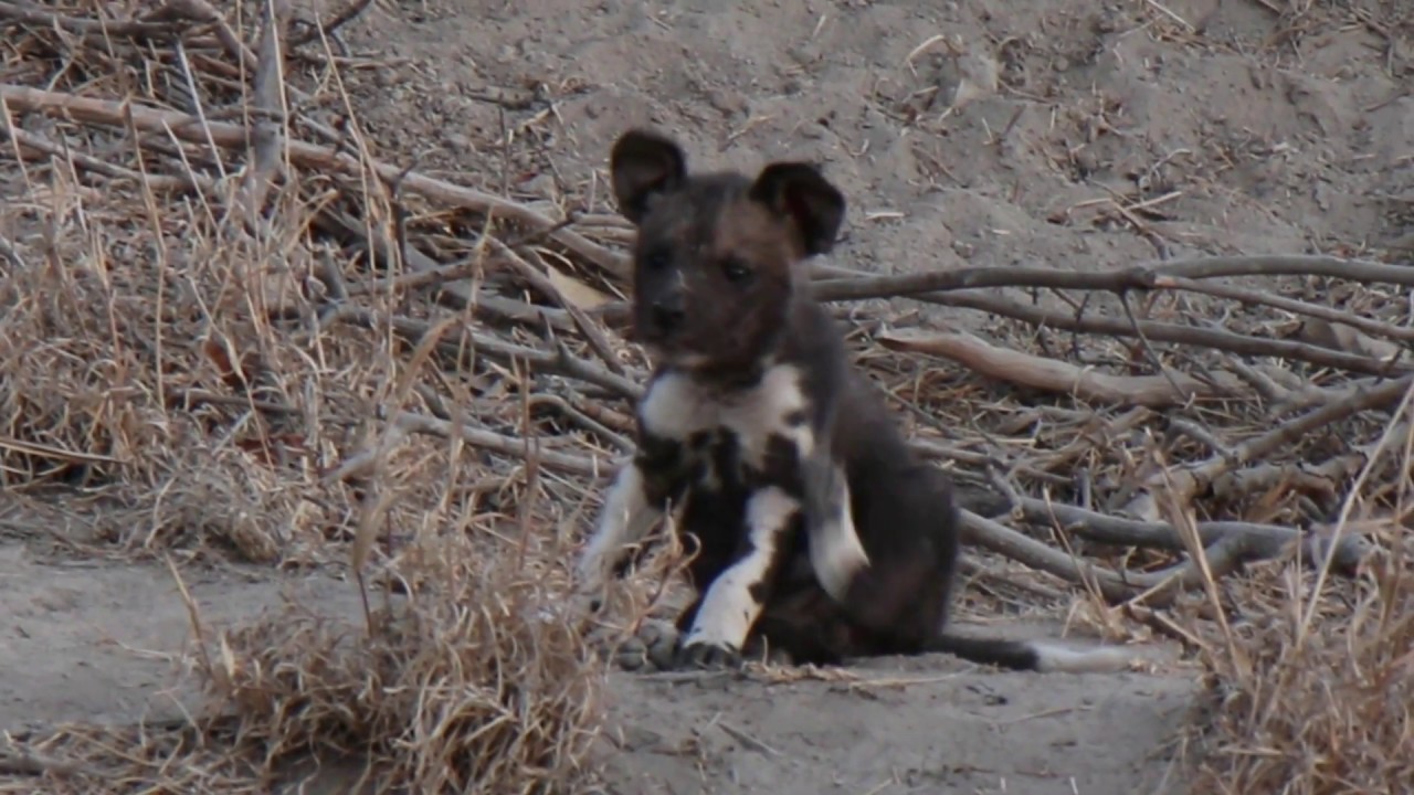 African wild dogs feed few week old puppies!!!!!