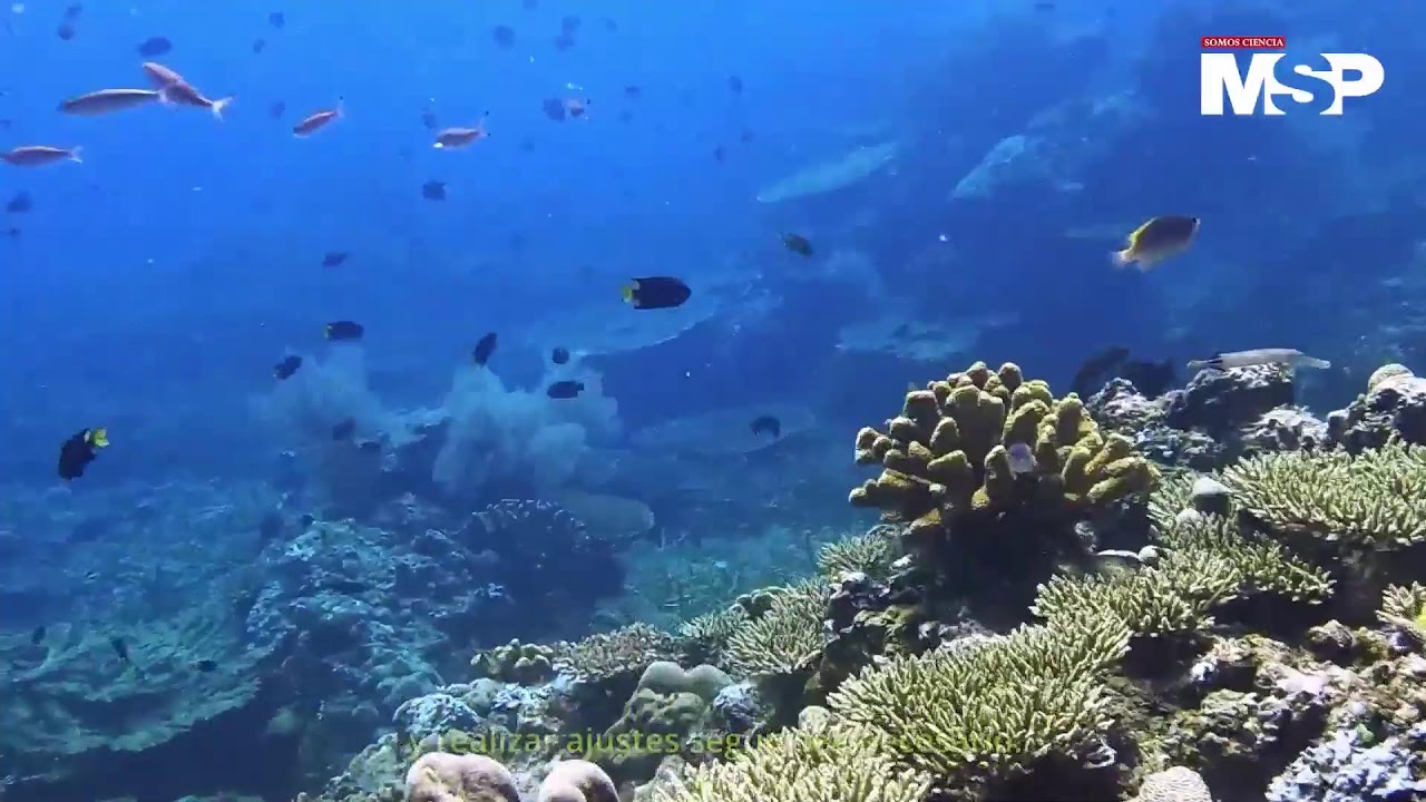 Arrecifes artificiales: salvavidas de los corales naturales en extinción de Puerto Rico