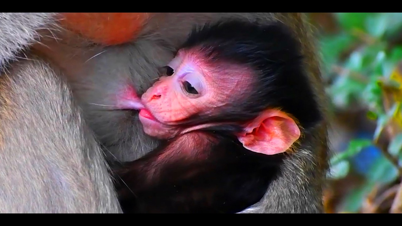 Adorable Wildlife 2026, So Lovely Moments Of Baby Monkey and Mommy
