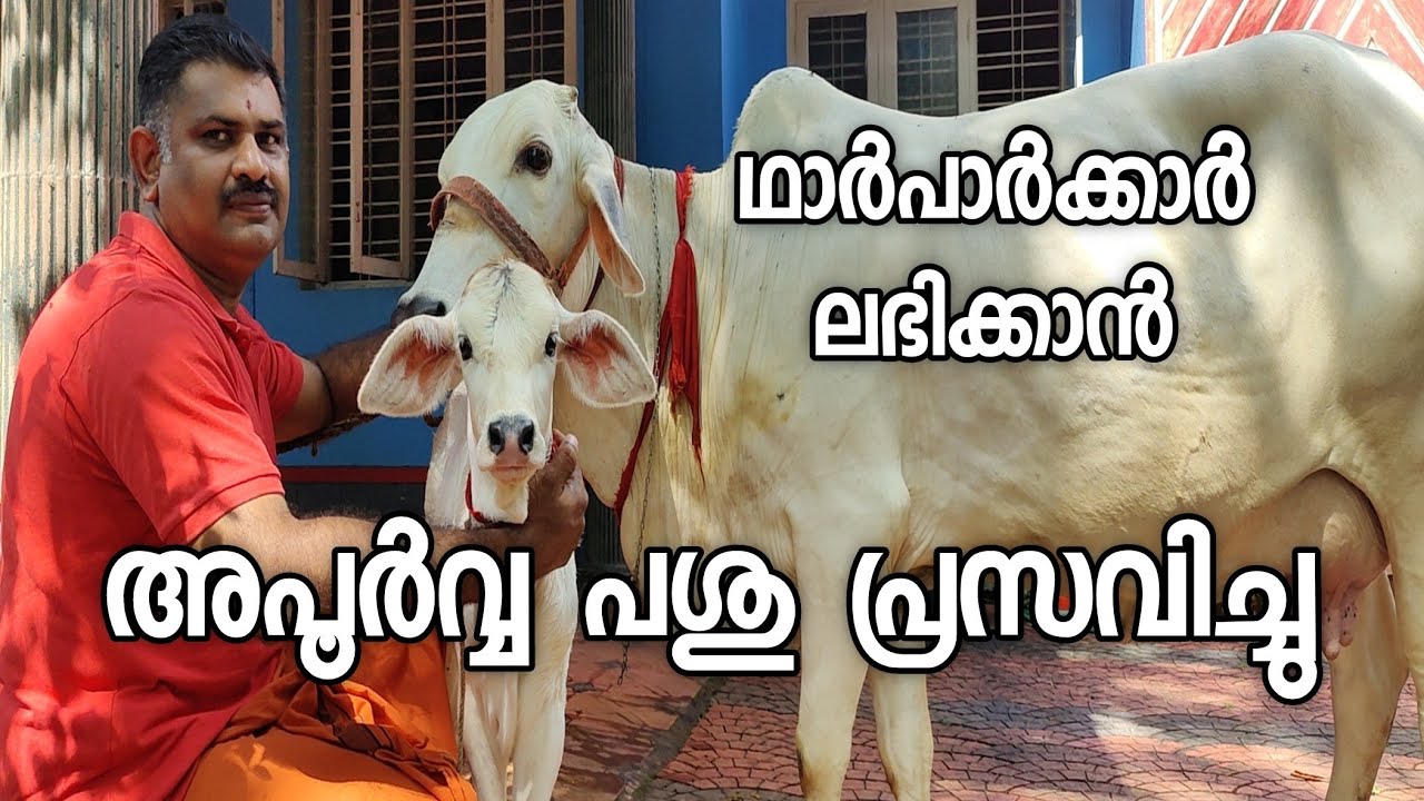 cow birth to lovely female calf അപൂർവ്വ പശു പ്രസവിച്ചു cow farming malayalam
