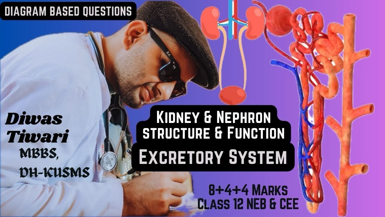 Excretory System | Structure & Function-Kidney & Nephron | Class 12 NEB & CEE Biology | Diwas Tiwari