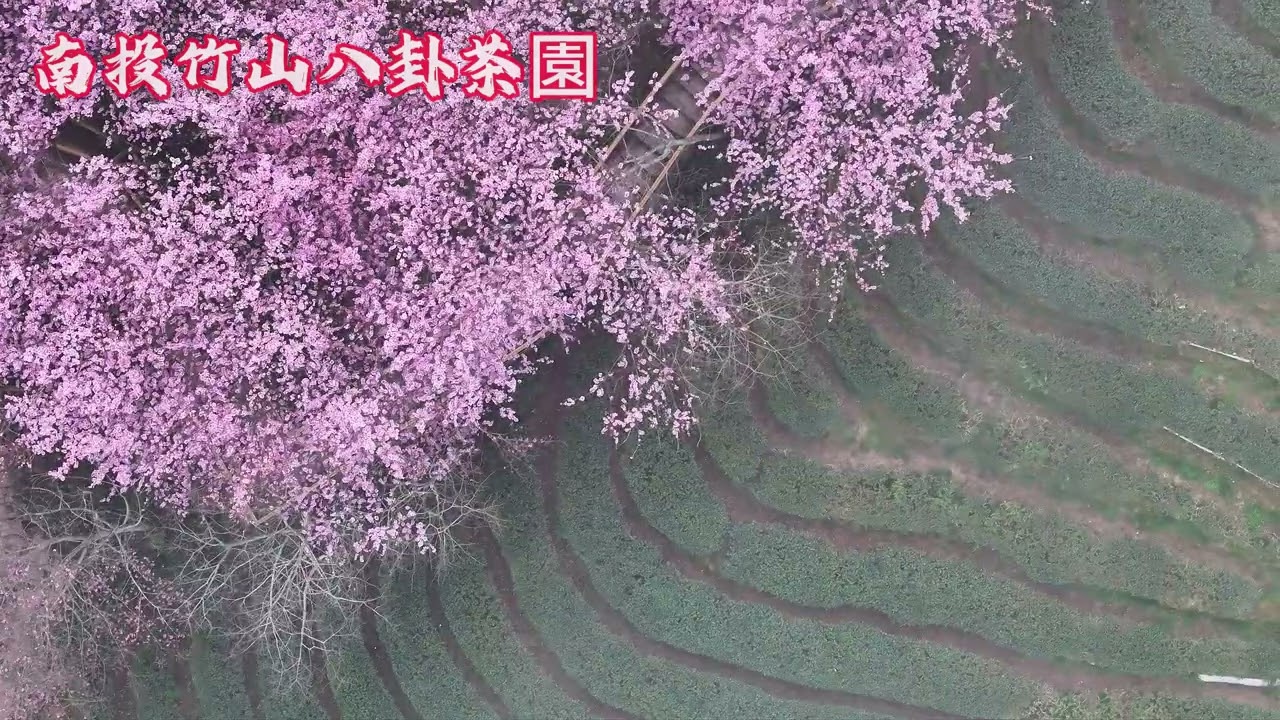 1150218竹山八卦茶園