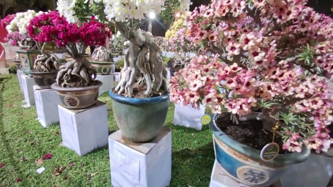 Ngắm hoa sứ ,lan, hoa mai.mùa xuân Hcm