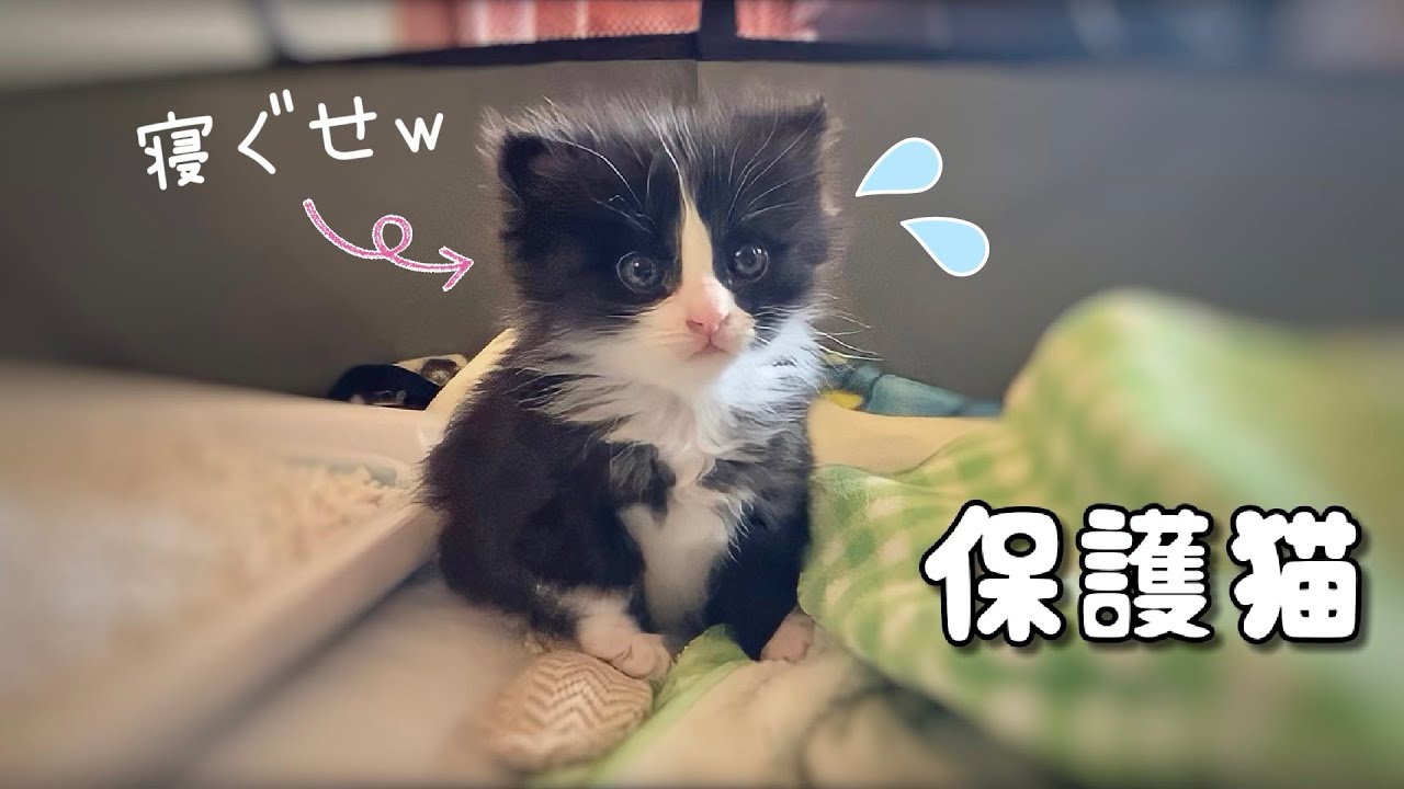 【保護猫】ベッドをプレゼントしたら寝癖以上にとんでもない悲劇が起こりました…