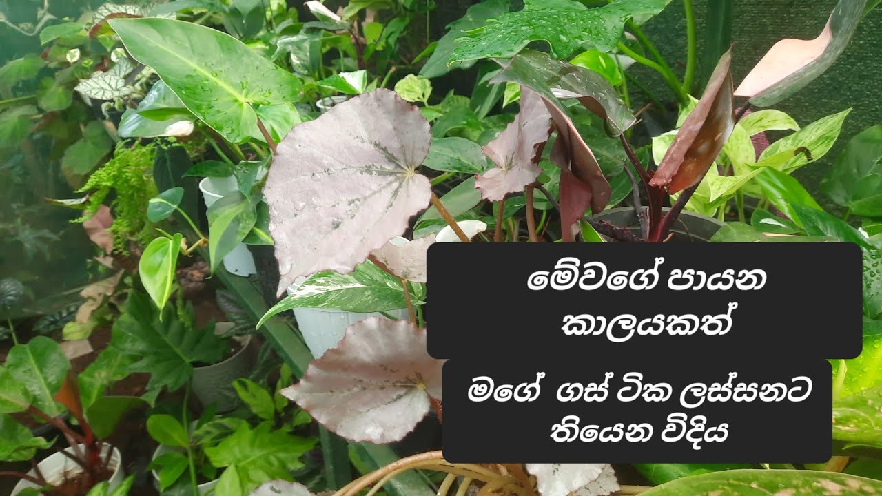 සැරටම පායනව නේද. ඔයාගෙ මල්ගස්, එළවලු  ගස් මලානික වෙලා ද.? එහෙනම් මේක බලන්න. .