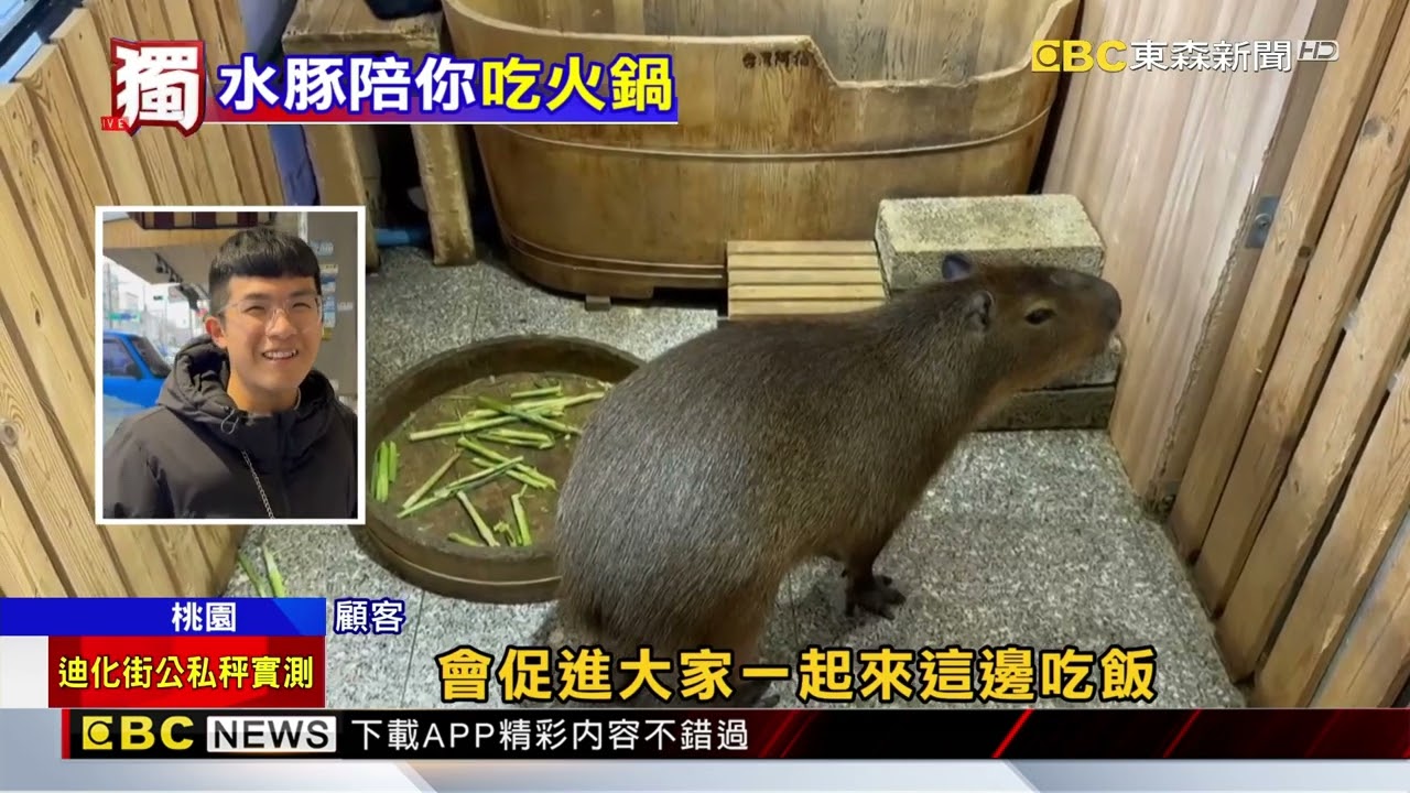 獨家》卡皮巴拉幫「招財」 火鍋店吃鍋還能摸水豚@newsebc