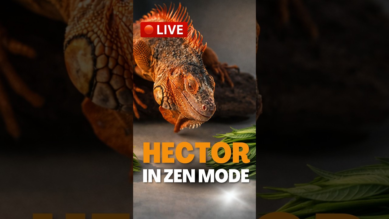 LIVE: Trying Mango Leaves | Last Calm Days Before the Move #pets #animals #iguana #shorts #reptiles