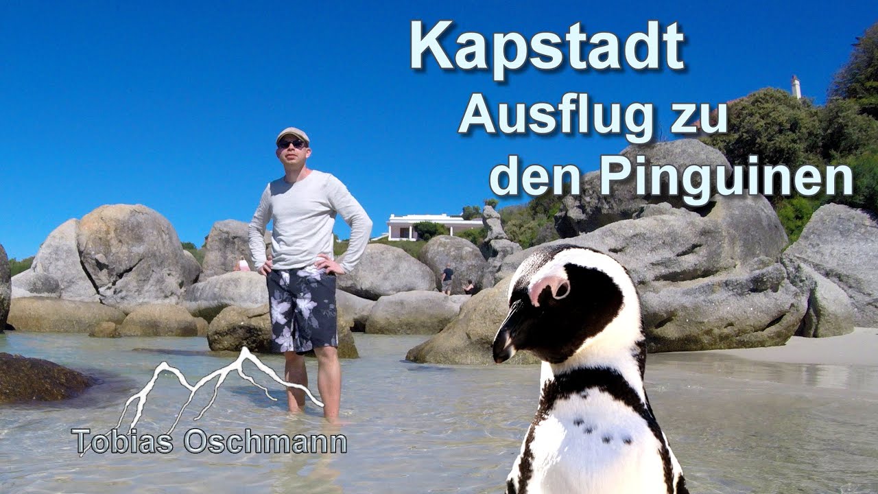 Kapstadt: Ausflug zu den Pinguinen