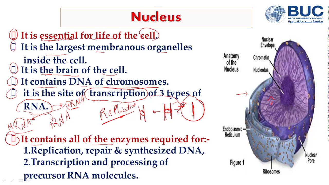 BUC | Histology 7 (Nucleus ;Nuclear envelope - Nucleolus - Chroamtin)