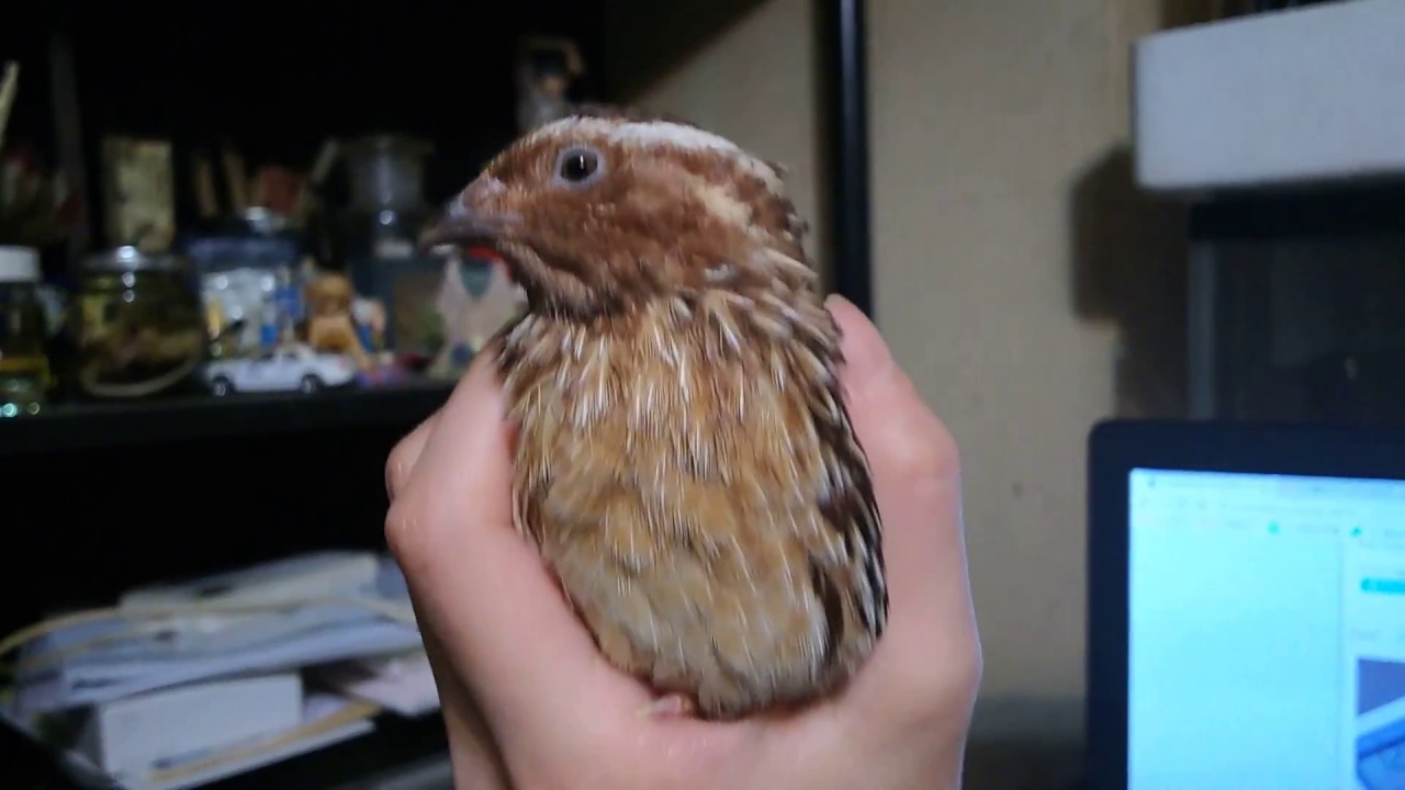 伸び縮みうずら