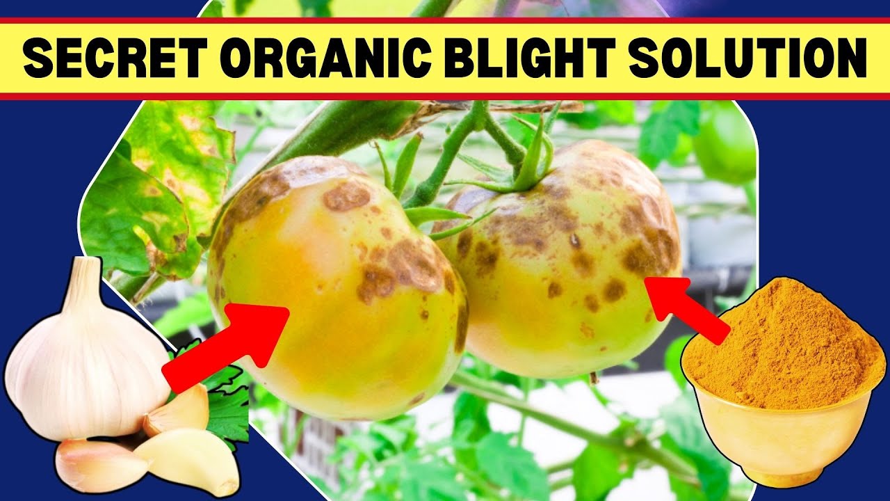How to Stop Early Blight on Tomatoes Naturally &ndash; Works Like a Charm!