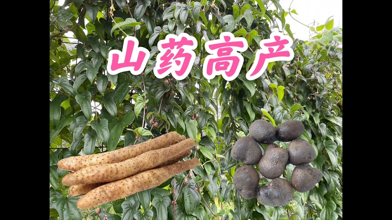山药高产这一步非常关键。及时摘除山药豆。