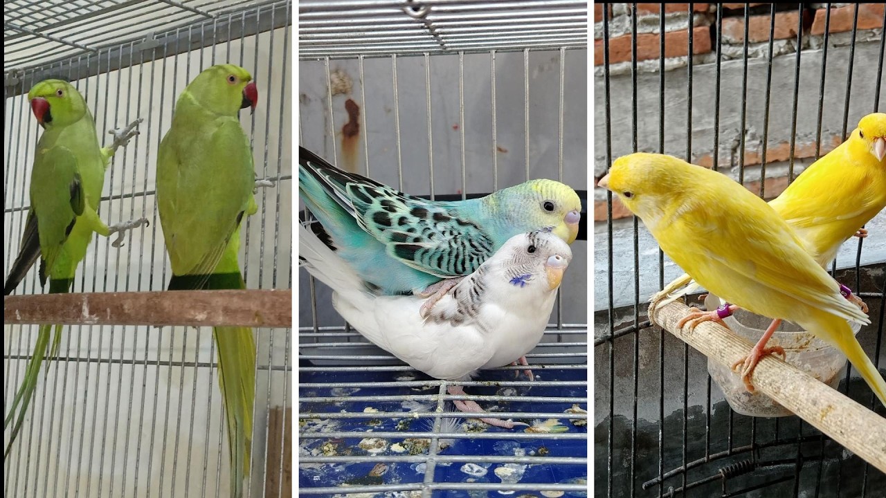 FEIRA DE PÁSSAROS EXÓTICOS DE CARUARU PE 12 03 2026