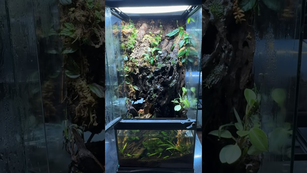 ZooMed 12x12x24&rdquo; Vampire Crab Paludarium #paludarium #waterfeature #vampirecrab #bioactive #reptiles