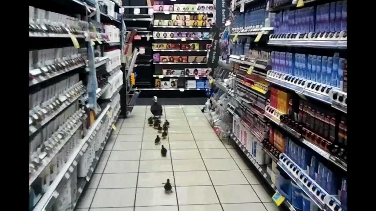 MOM AND HER DUCKLINGS GET HOME-WITH A LITTLE HELP FROM THEIR FRIENDS