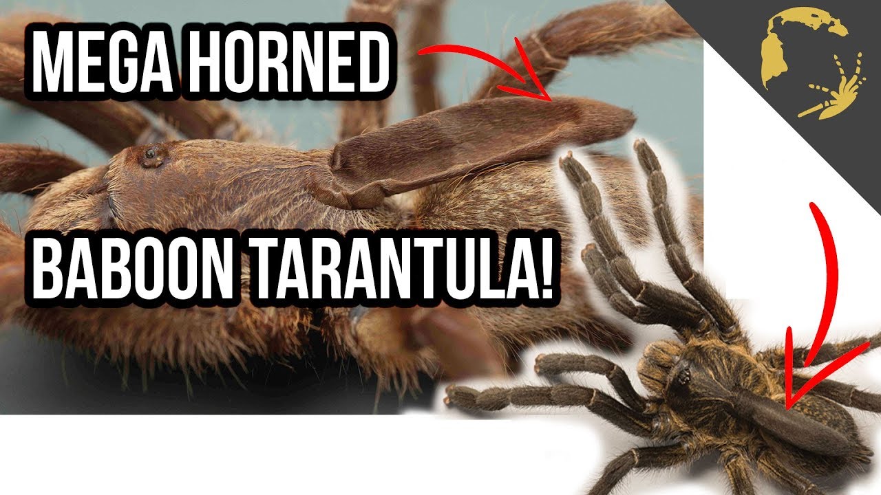 The Mega Horned Baboon Tarantula