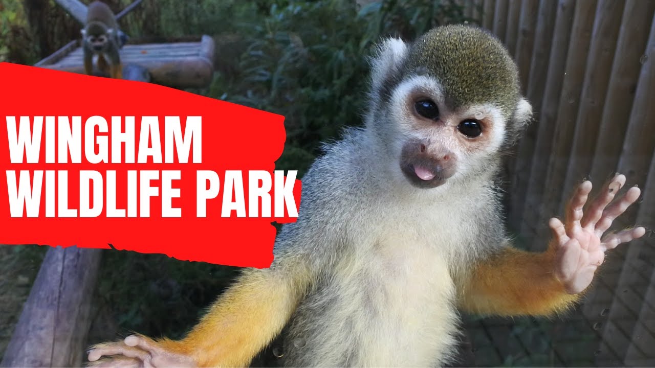 Wingham Wildlife Park Kent Animals -   Moon Bear | Lion | Tiger | Giraffe