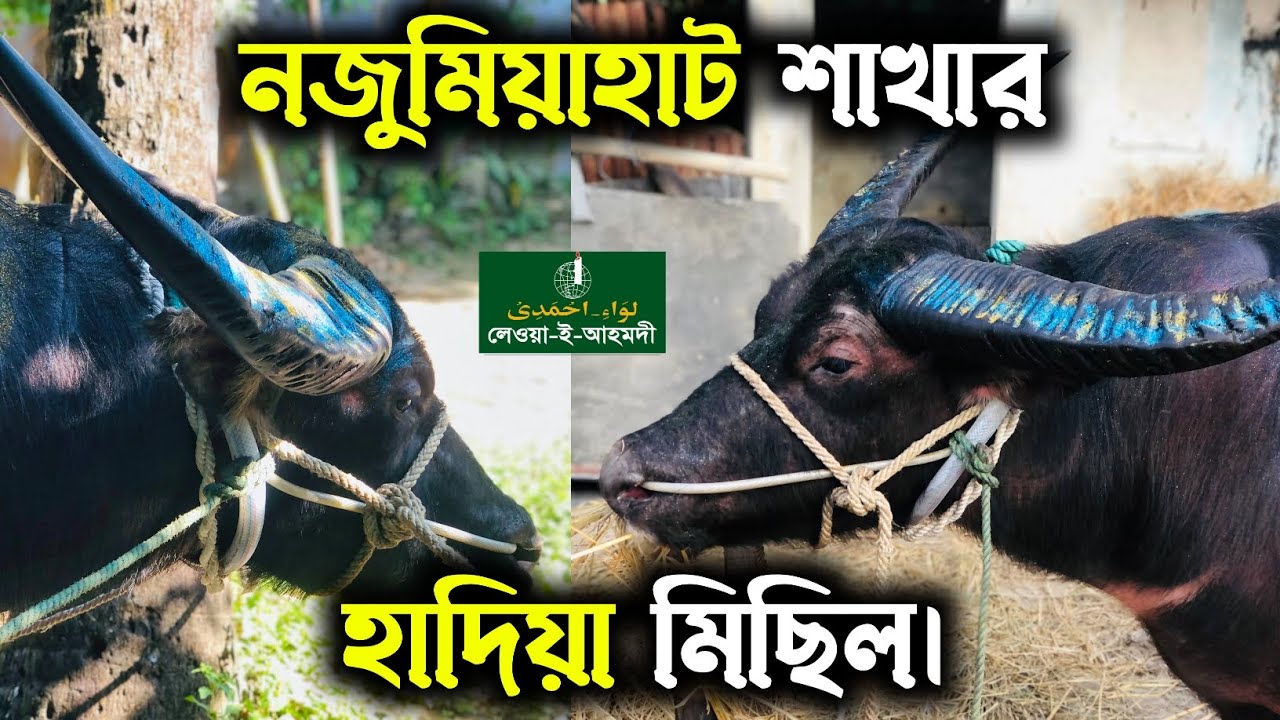 হযরত আহমদ উল্লাহ মাইজভান্ডারী (কঃ) এর ১১৭তম ওরশ এর হাদিয়া মিছিল।