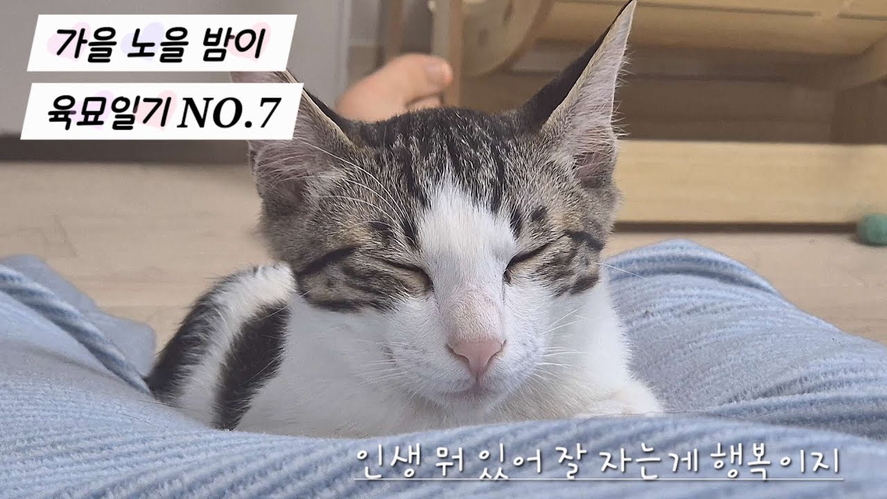 가을노을밤이 육묘일기 NO.7_청소편